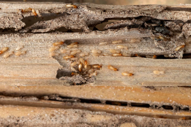 Best Pest Prevention Services  in Pymatuning Central, PA